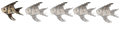 Nouveau