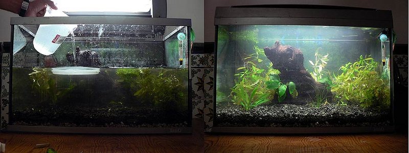 Acuario