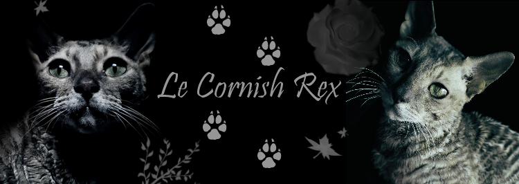 Le Cornish Rex Forum Index