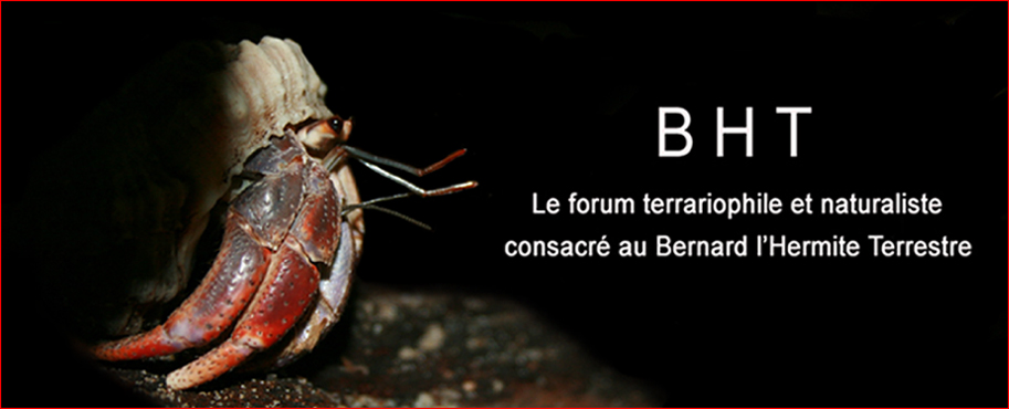 BHT : Le forum 100% bernard l'hermite terrestre (Coenobita sp.)  Forum Index