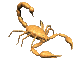 scorpion