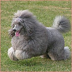 cortes de pelo cortes de pelo