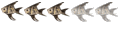 Dorade Royale