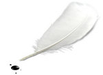 A vos plumes ! Forum Index