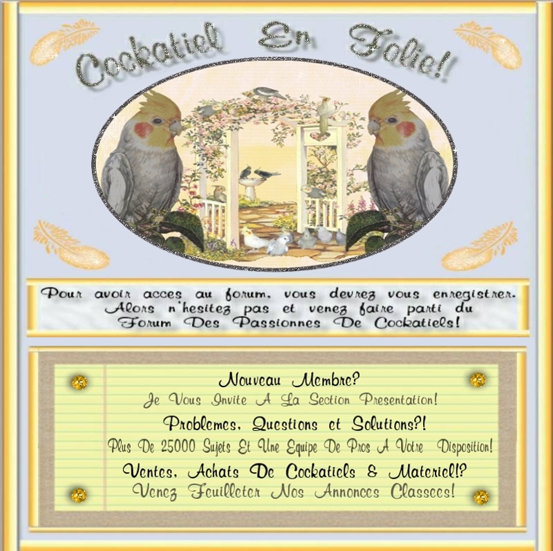 Cockatiel en Folie Forum Index