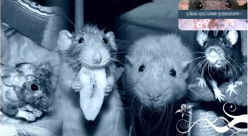 Histoire de rats Index