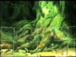 http://img9.xooimage.com/files/9/0/6/foret_mort-12e6c1.jpg
