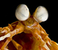 Identification nudibranches O_japonicus4-1--2dc95c8
