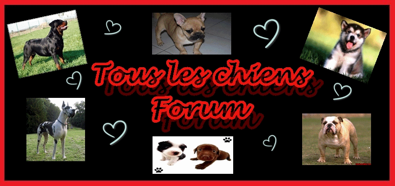 Tous les chiens Forum Index