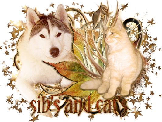 sib's and cat's Forum Index