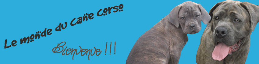 Le monde du cane corso Forum Index
