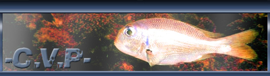 Clan des Vilains Poissons Forum Index