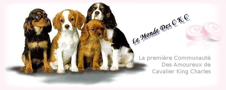 Le Monde des Ckc - La première communauté des amoureux du ckc Forum Index