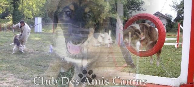Club des Amis Canins Forum Index