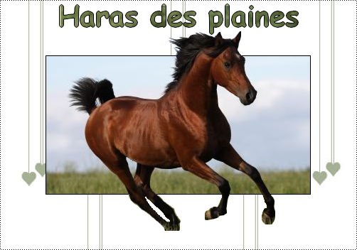 Haras des plaines Forum Index