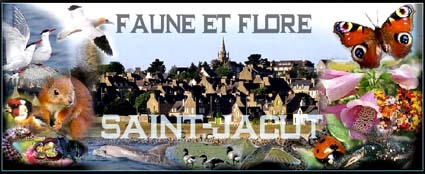 saint jacut de la mer Forum Index