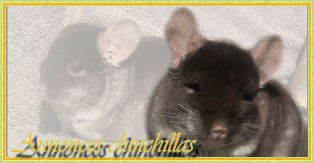 mes annonces chinchillas Forum Index