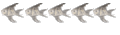 VAIRON