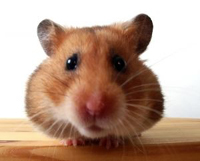 360695_hamster-23ddfa0.jpg